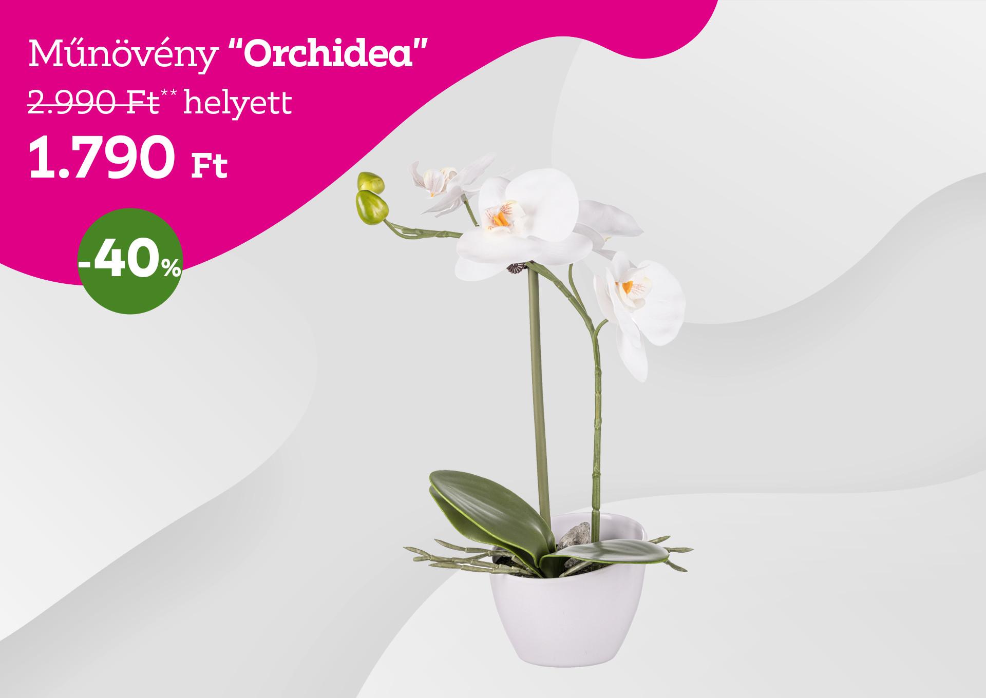 Műnövény  ORCHIDEA 2990 Forint helyett 1790 Forint, kedvezmény mértéke 40%