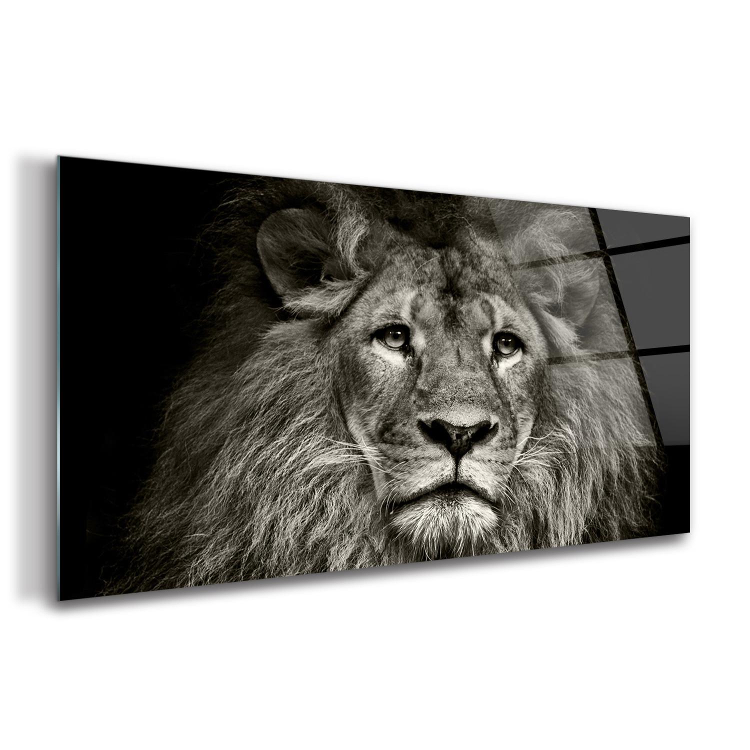 GLASBILD 140x70 cm Löwe Tier - Schwarz, Glas (140/70cm) - TULUP