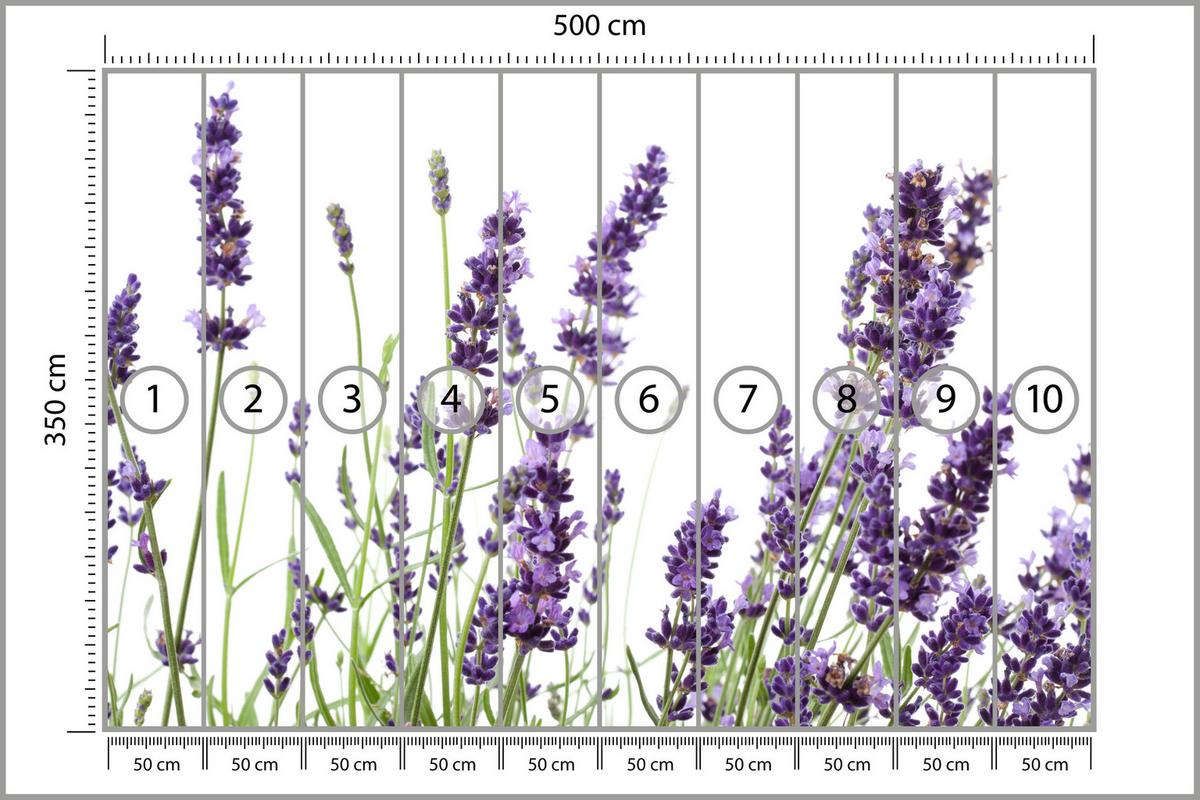 FOTOTAPETE für Küche Lavendelblüten Weißer Hintergrund 500x350 - Violett/Lila, Papier (500/350cm) - Muralo
