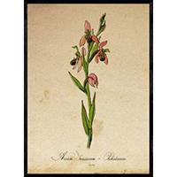 POSTER Rosa Orchidee. A4 Rahmenlos - Klar, Papier (29.7/5/21cm) - Nacnic