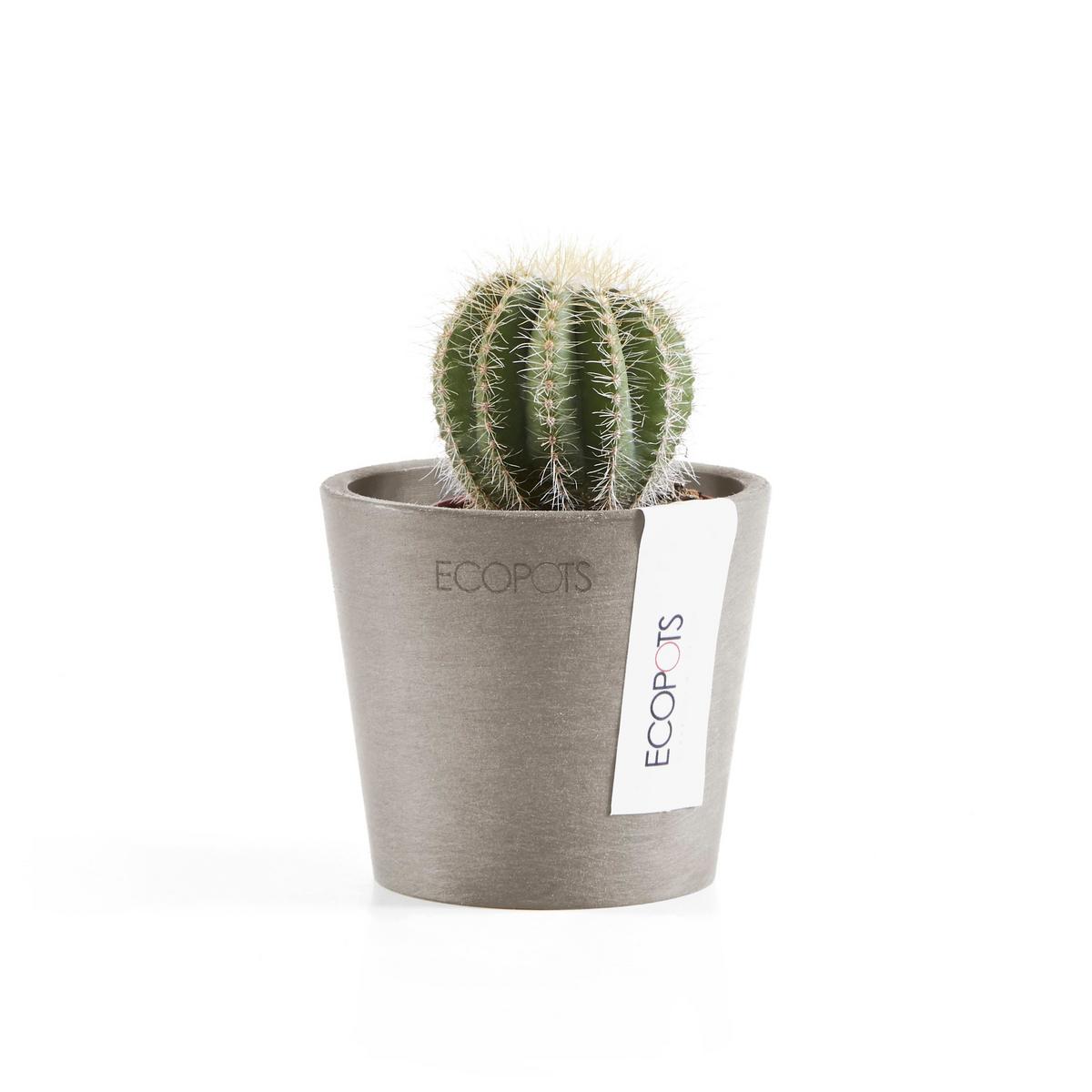 BLUMENTOPF Amsterdam46211cm Taupe - Taupe, Kunststoff (8/7cm) - Ecopots