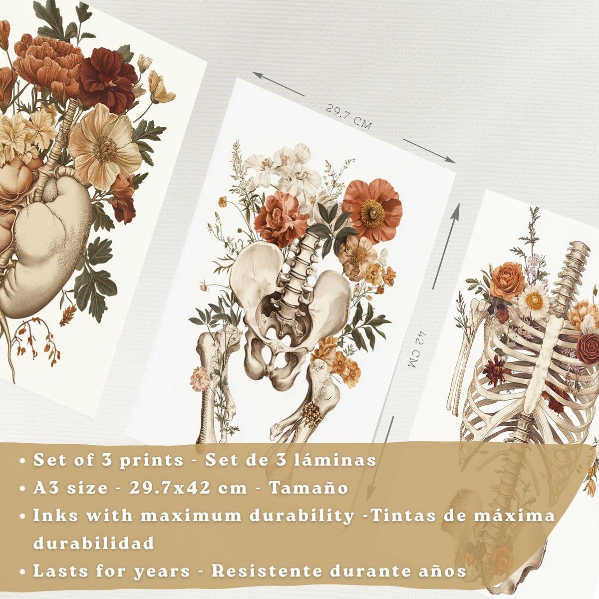 POSTER Set aus 3 Anatomie Mensch Florale Vintage Drucke und Wandbilder mit Herz Brustkorb und Becken Wanddekoration Größe Schwarzer Rahmen A3 - Schwarz, Papier (29.7/42/3cm) - Nacnic