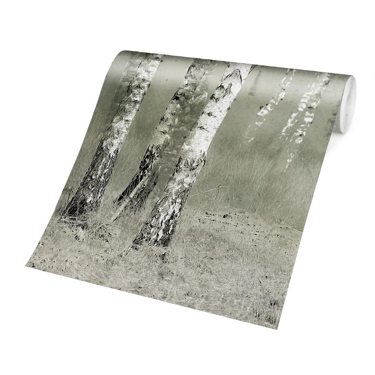 FOTOTAPETE Ruhender Birkenwald 432/290 cm - Grau, Papier (432/290cm) - Bilderwelten