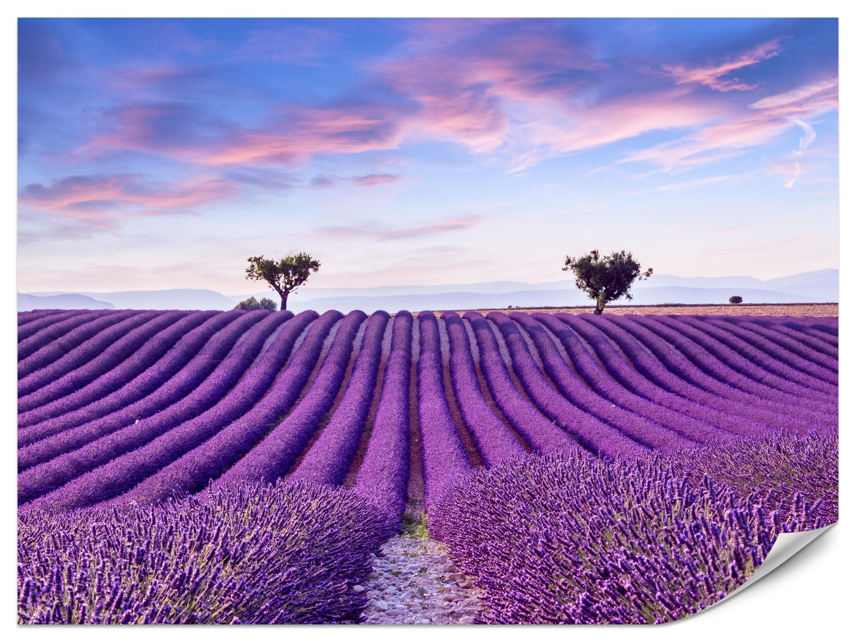 FOTOTAPETE für Küche Lavendelfeld Lila Natur Sträucher 400x280 - Blau/Violett, Papier (400/280cm) - Muralo