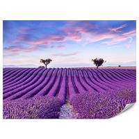 FOTOTAPETE für Küche Lavendelfeld Lila Natur Sträucher 400x280 - Blau/Violett, Papier (400/280cm) - Muralo