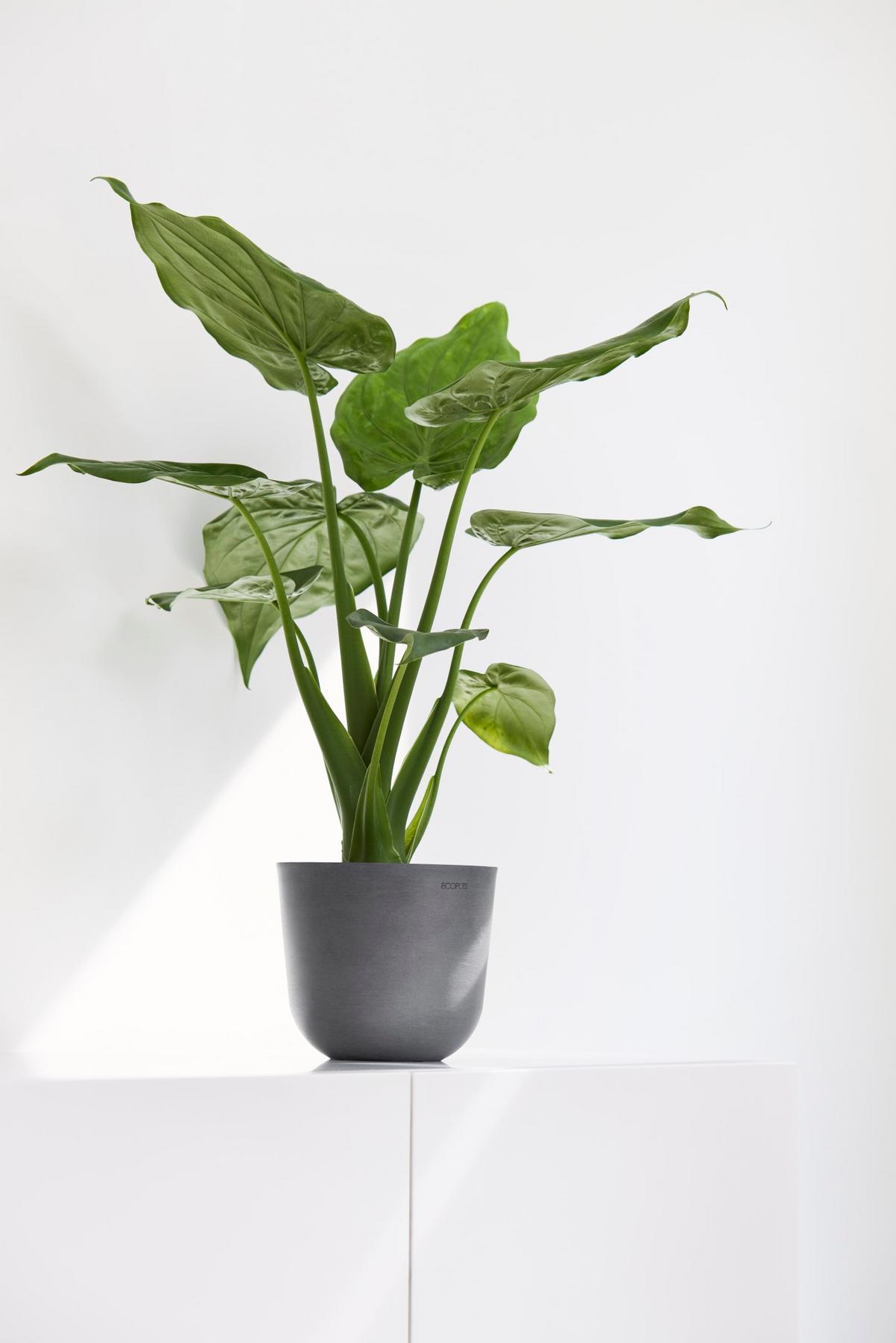 BLUMENTOPF Oslo Mini 16/13,7 cm Grau - Grau, Kunststoff (16/13.7cm) - Ecopots