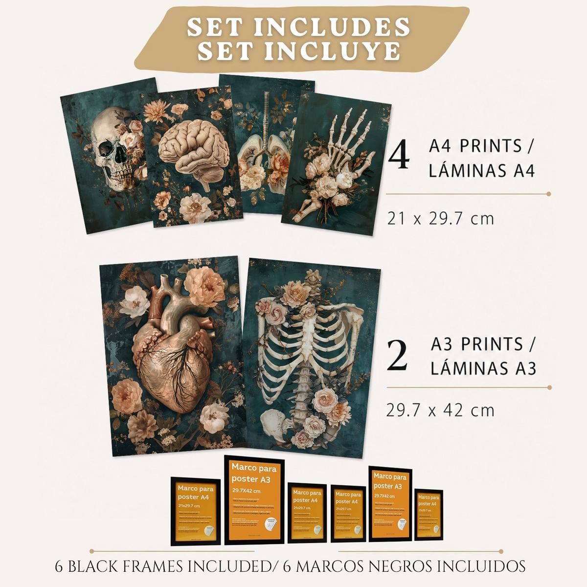 POSTER Kollektion aus 6 Anatomie Drucke und mit Herz Schädel Lungen Nieren und Gehirn Pergament Hintergrund dekoration Größe Schwarzer Rahmen A3 & A4 - Schwarz, Papier (21/29.7/3cm) - Nacnic