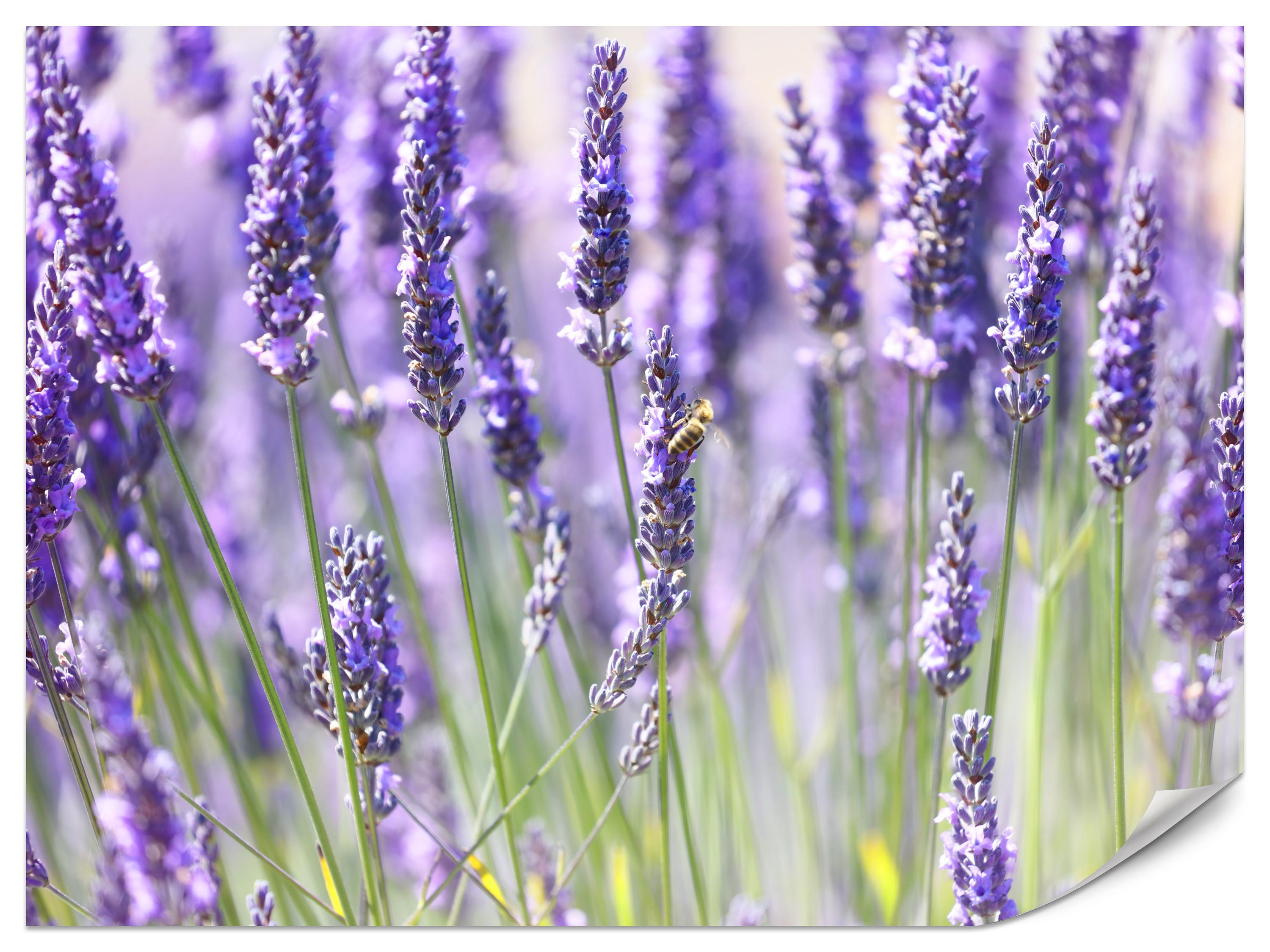 FOTOTAPETE für Küche Lavendelwiese Blumen Kräuter 450x315 - Violett/Grün, Papier (450/315cm) - Muralo