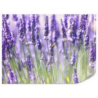 FOTOTAPETE für Küche Lavendelwiese Blumen Kräuter 450x315 - Violett/Grün, Papier (450/315cm) - Muralo
