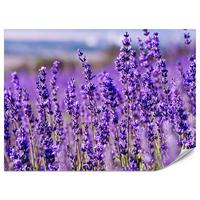 FOTOTAPETE für Schlafzimmer Lavendelfeld Blüten Provence 150x105 - Violett, Papier (150/105cm) - Muralo