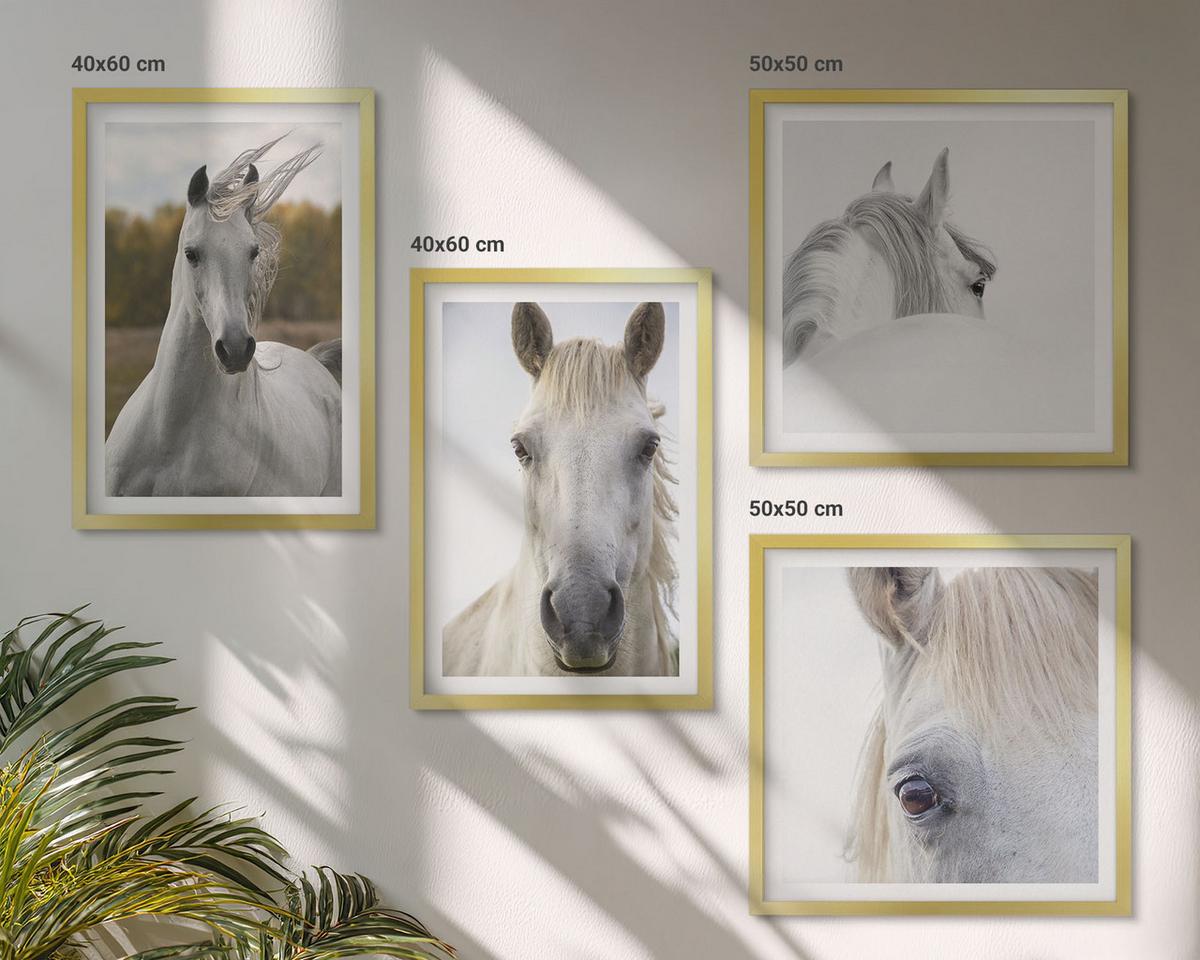 BILDER SET 4er Set - 50x50 cm & 40x60 cm Goldrahmen - Weiße Pferde - Goldfarben, Kunststoff (50/50cm) - TULUP