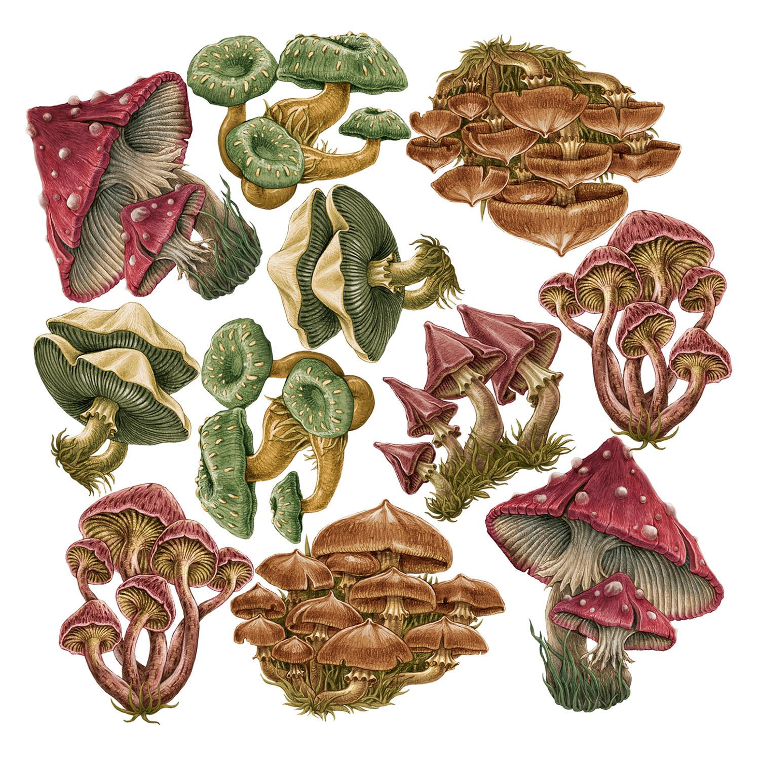 WANDAUFKLEBER 100x48cm - Pilzwiese - Multicolor, Kunststoff (100/48/0.1cm) - Wallfluent