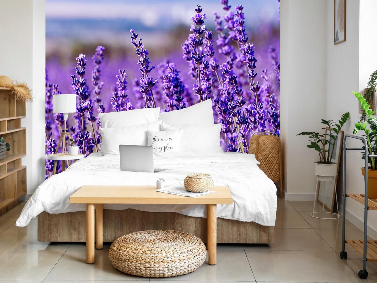 FOTOTAPETE für Schlafzimmer Lavendelfeld Blüten Provence 150x105 - Violett, Papier (150/105cm) - Muralo