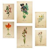 POSTER Set Mit 6 Botanica Frühlingszeit A3 & A4 Rahmenlos - Klar, Papier (29/3cm) - Nacnic