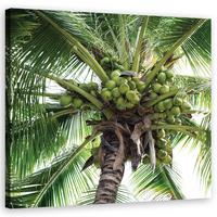 WANDBILD kokusnuss palme - Grün, Textil (30/30cm) - Feeby