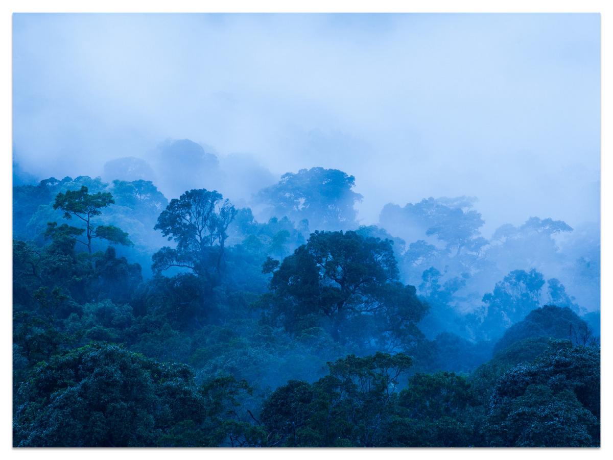 FOTOTAPETE für Wohnzimmer Tropischer Laubwald Nebel Dschungel 200x140 - Schwarz, Papier (200/140cm) - Muralo