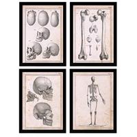 POSTER Set mit 4 Anatomie von Körperknochen und Kopf A4 Rahmenlos - Klar, Papier (29.7/3cm) - Nacnic