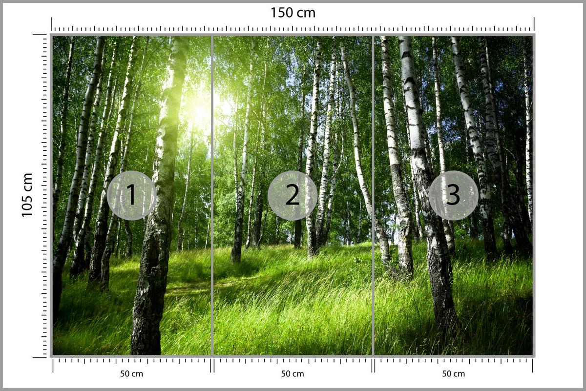 FOTOTAPETE für Wohnzimmer Grüner Birkenwald Gras Sonne Natur 150x105 - Schwarz/Weiß, Papier (150/105cm) - Muralo