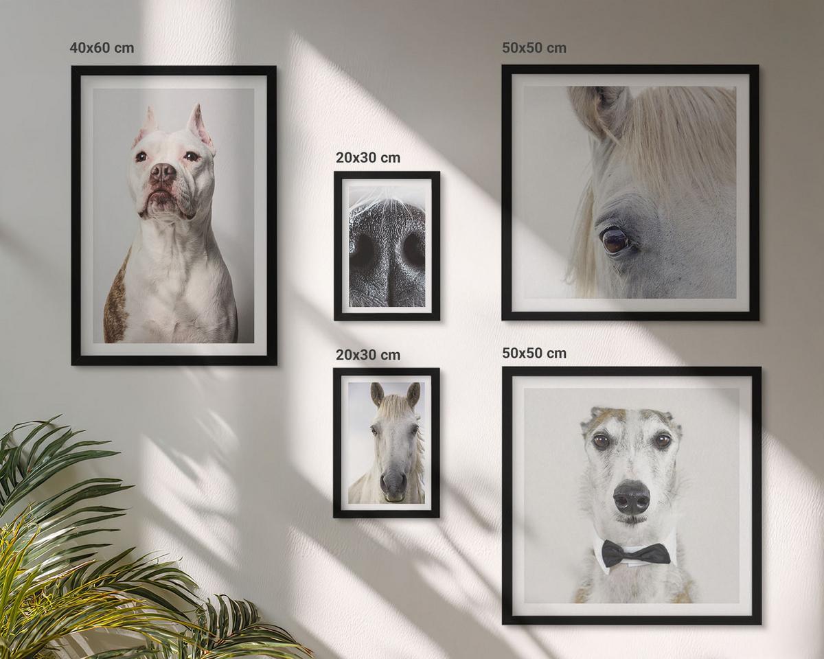 BILDER SET 5er Set - 50x50 cm & 20x30 cm & 40x60 cm Schwarzer Rahmen - Elegante Porträts von Hunden und Pferden - Schwarz, Kunststoff (40/60cm) - TULUP