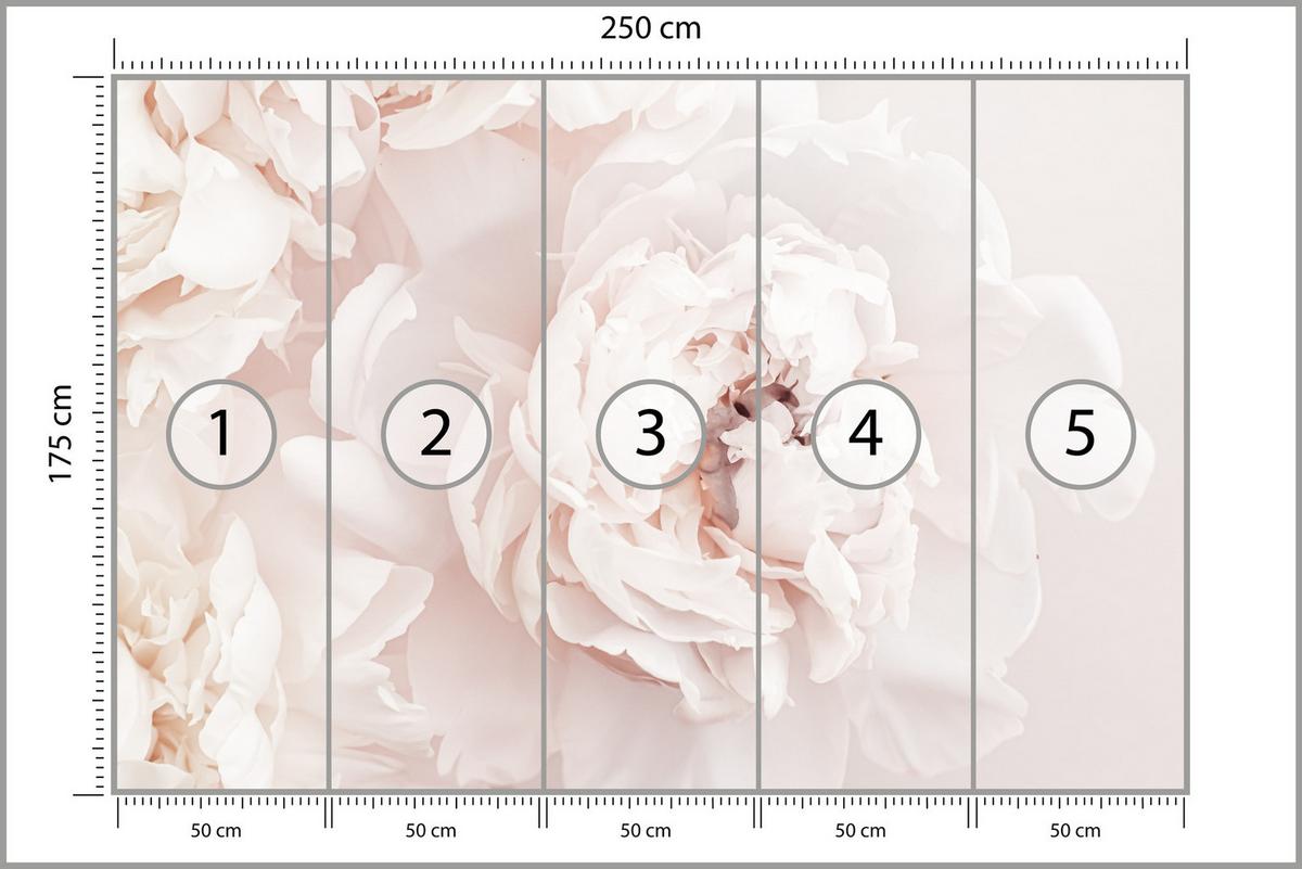 FOTOTAPETE für Schlafzimmer Pfingstrosen Blumen 3D 250x175 - Beige/Rosa, Papier (250/175cm) - Muralo