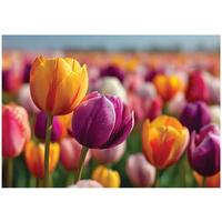 FOTOTAPETE Blumen Tulpen Bunt 200x140 cm - Multicolor, Papier (200/140cm) - Wallarena