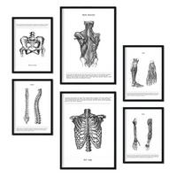 POSTER Set Mit 6 Anatomie Sammlung Von Platten Größe A3 und A4 Rahmenlos - Klar, Papier (29.7/1cm) - Nacnic