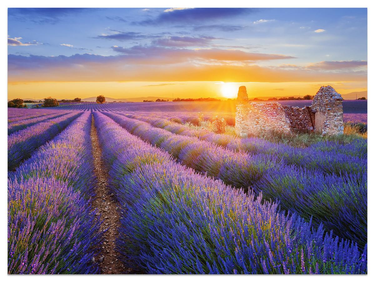 FOTOTAPETE für Wohnzimmer Lavendelfeld Sonnenuntergang Lila 150x105 - Violett/Rosa, Papier (150/105cm) - Muralo