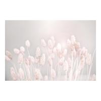 FOTOTAPETE Helles Gras im Sonnenlicht 336/225 cm - Eichefarben, Papier (336/225cm) - Bilderwelten