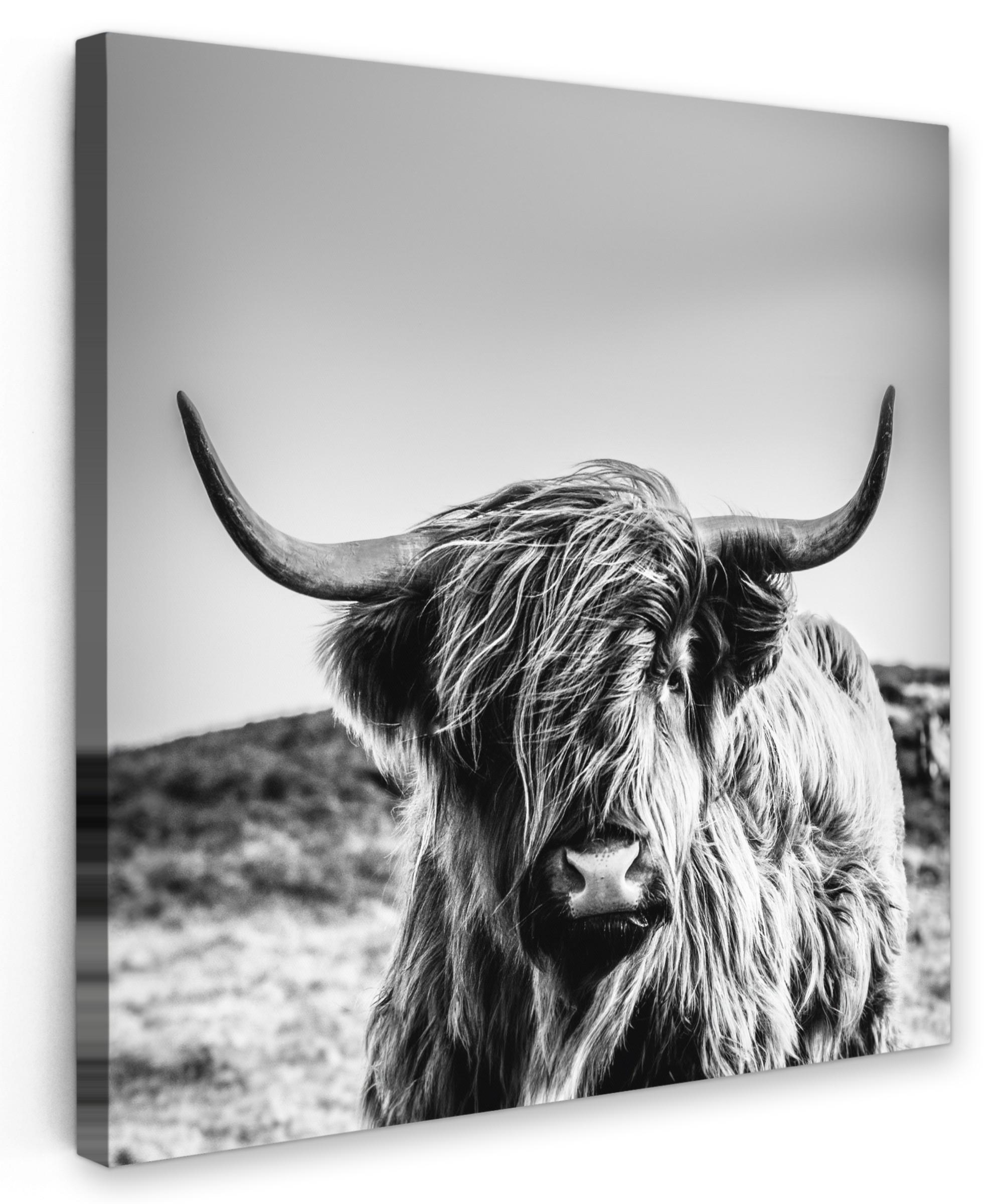 LEINWANDBILD Kuh - Schottischer Hochländer - Schwarz - Weiß - Tier - Natur - Wildtiere Deko Wohnzimmer 20x20 cm - Schwarz, Textil (20/20cm) - MuchoWow