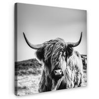 LEINWANDBILD Kuh - Schottischer Hochländer - Schwarz - Weiß - Tier - Natur - Wildtiere Deko Wohnzimmer 20x20 cm - Schwarz, Textil (20/20cm) - MuchoWow