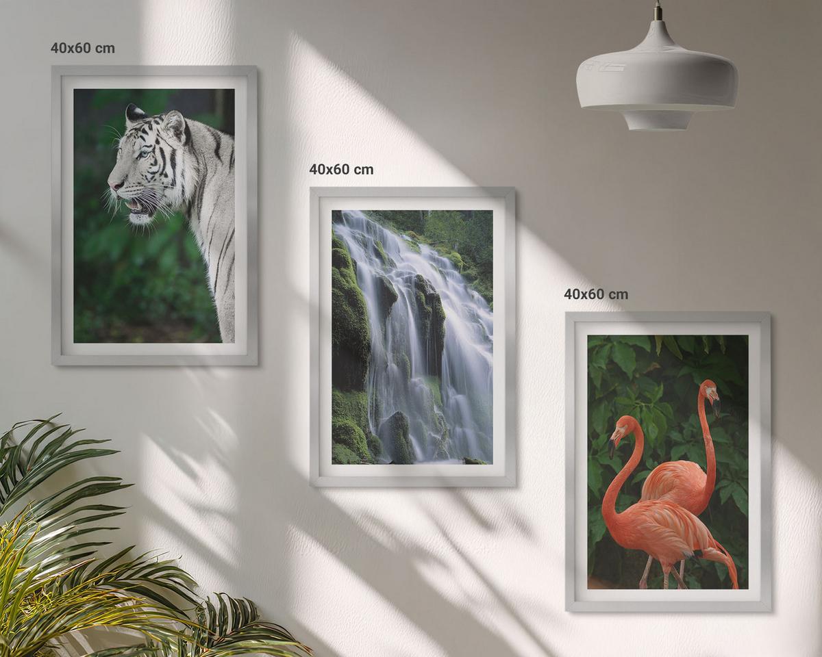 BILDER SET 3er Set - 40x60 cm Silberner Rahmen - Tiger Wasserfall Flamingos Natur - Silberfarben, Kunststoff (40/60cm) - TULUP
