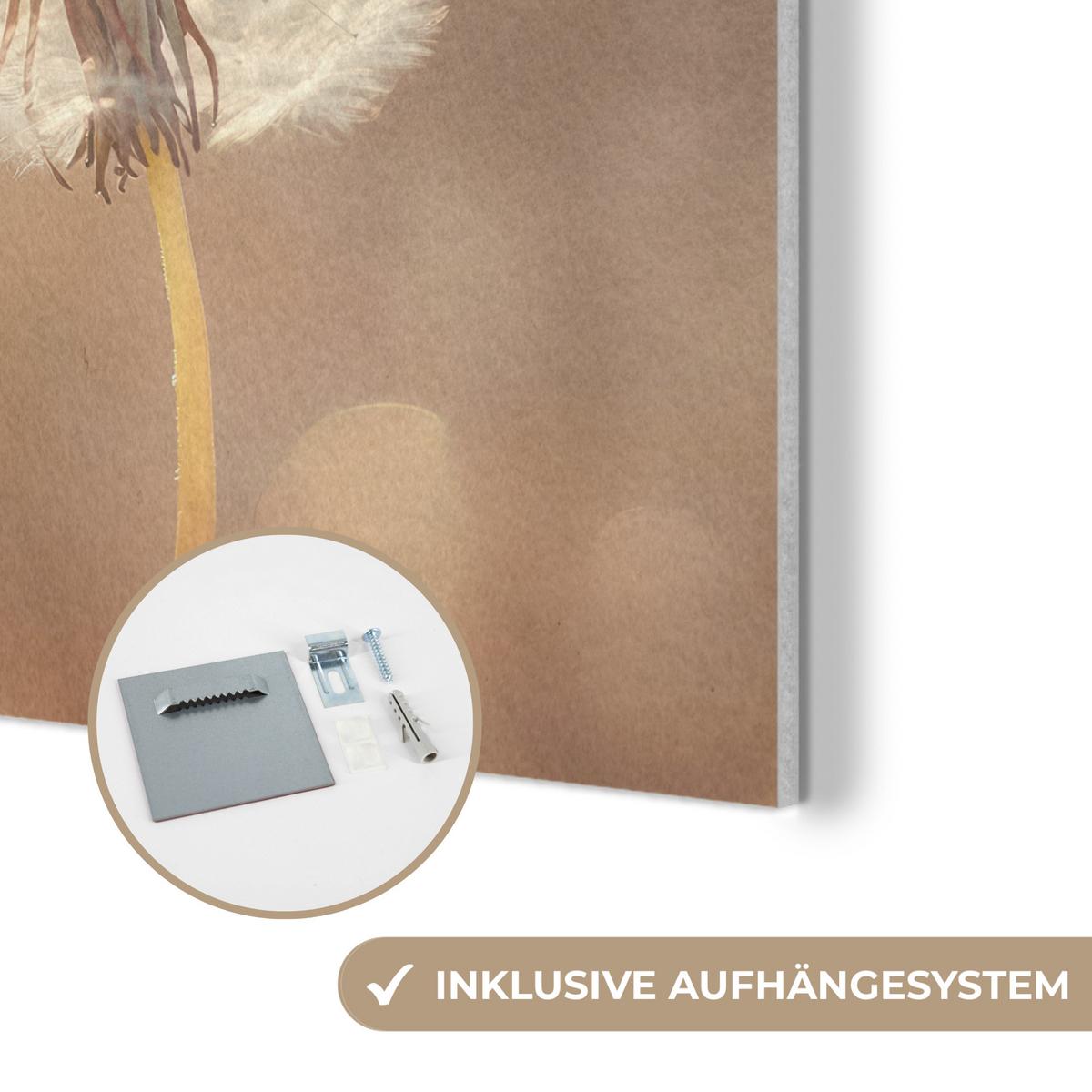 AKUSTIKBILD Löwenzahn - Beige - Natur - Blume Akustikpaneele 80x80 cm - Hellbraun, Kunststoff (80/80/0.9cm) - MuchoWow