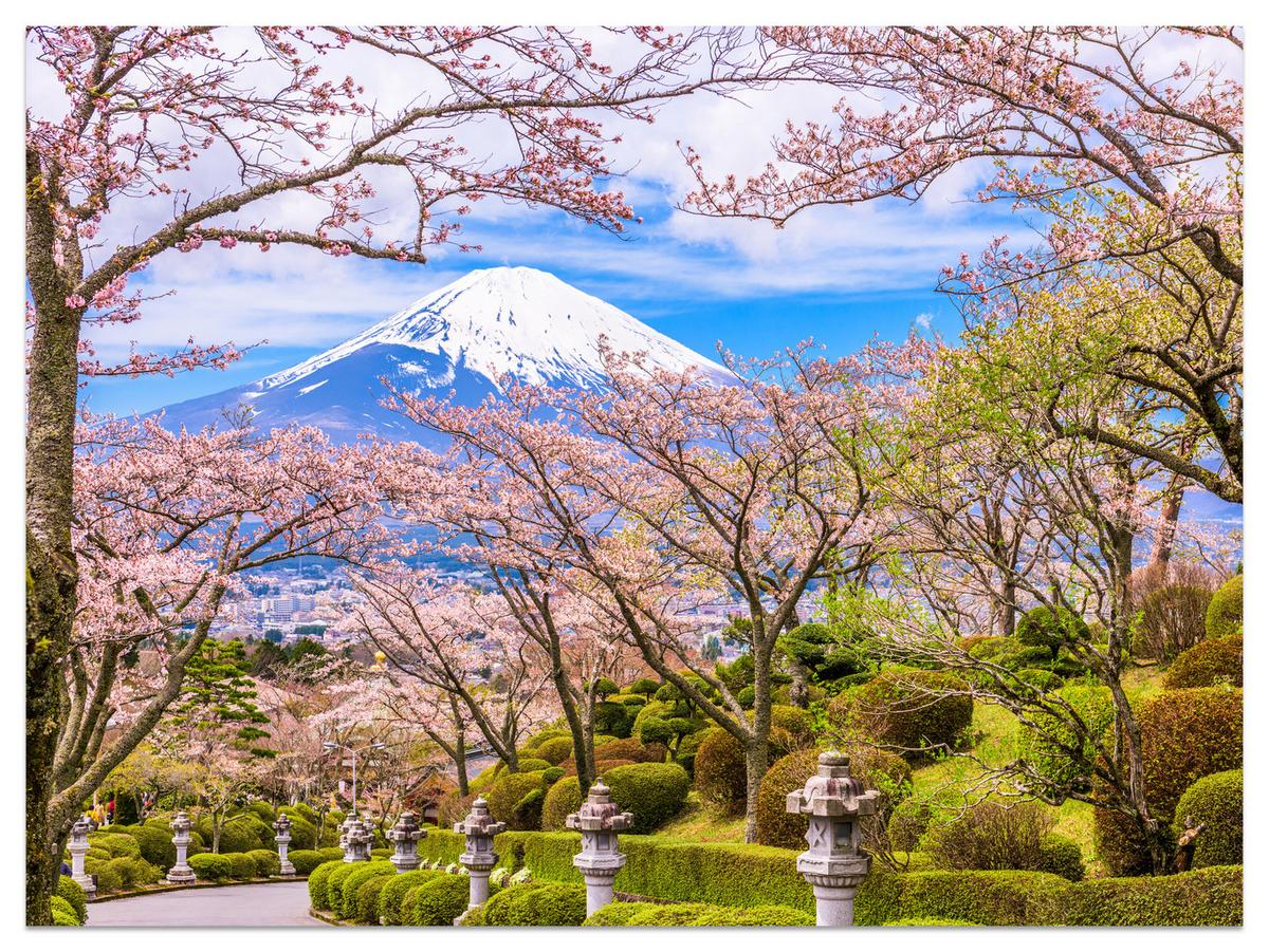 FOTOTAPETE für Wohnzimmer Peace Park Fuji View Kirschblüten 500x350 - Rosa/Braun, Papier (500/350cm) - Muralo