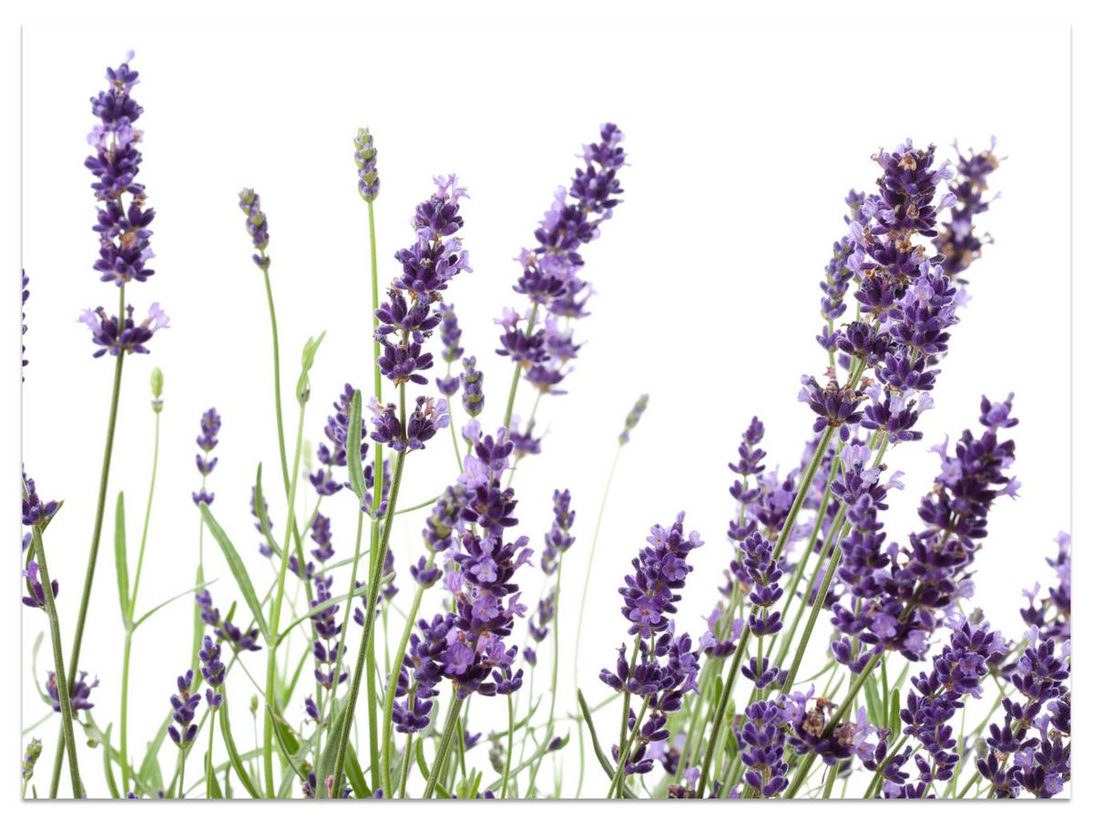 FOTOTAPETE für Küche Lavendelblüten Weißer Hintergrund 100x70 - Violett/Lila, Papier (100/70cm) - Muralo