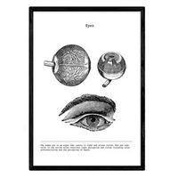 POSTER Anatomie Augen A4 Rahmenlos - Klar, Papier (29.7/5/21cm) - Nacnic