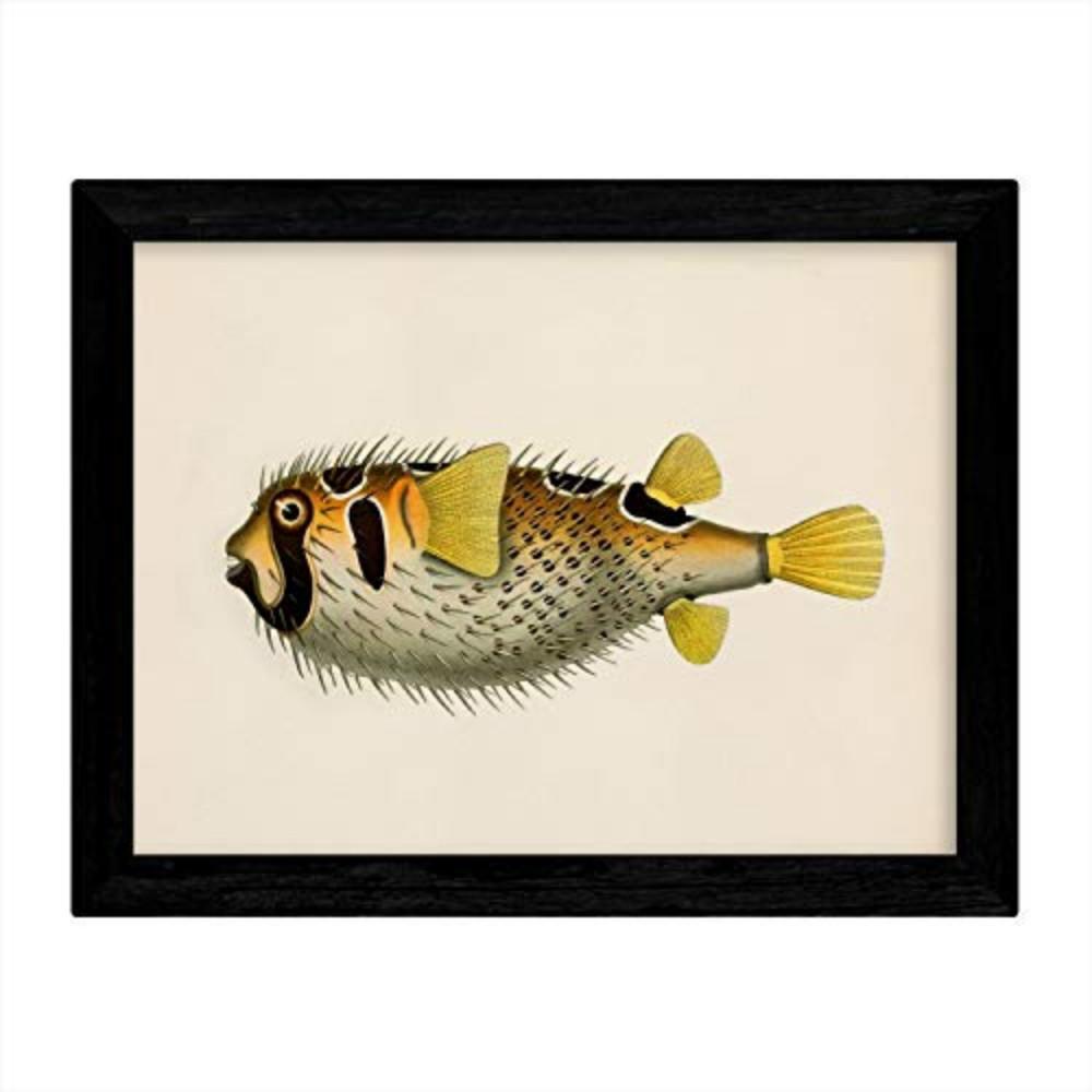 POSTER Fish – Vintage A3 Rahmenlos - Klar, Papier (29.7/5/42cm) - Nacnic