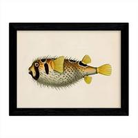 POSTER Fish – Vintage A3 Rahmenlos - Klar, Papier (29.7/5/42cm) - Nacnic