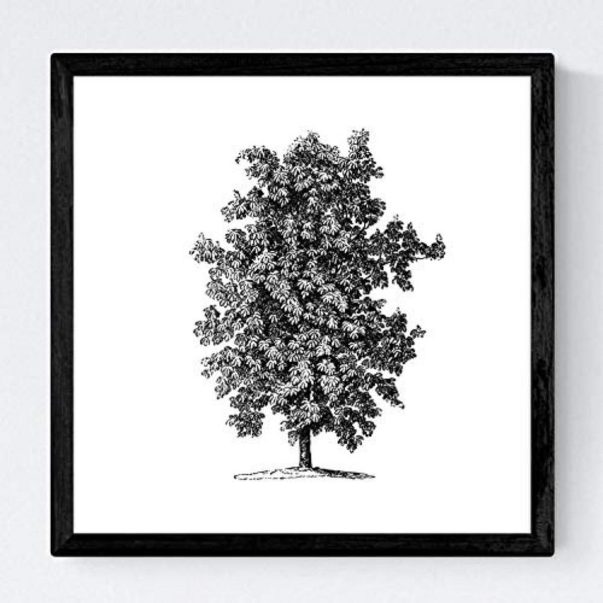 POSTER Set mit 4 Blättern der Bäume ohne und mit Blatt, weiß 20x20cm Schwarzer Rahmen - Schwarz, Papier (20/3cm) - Nacnic