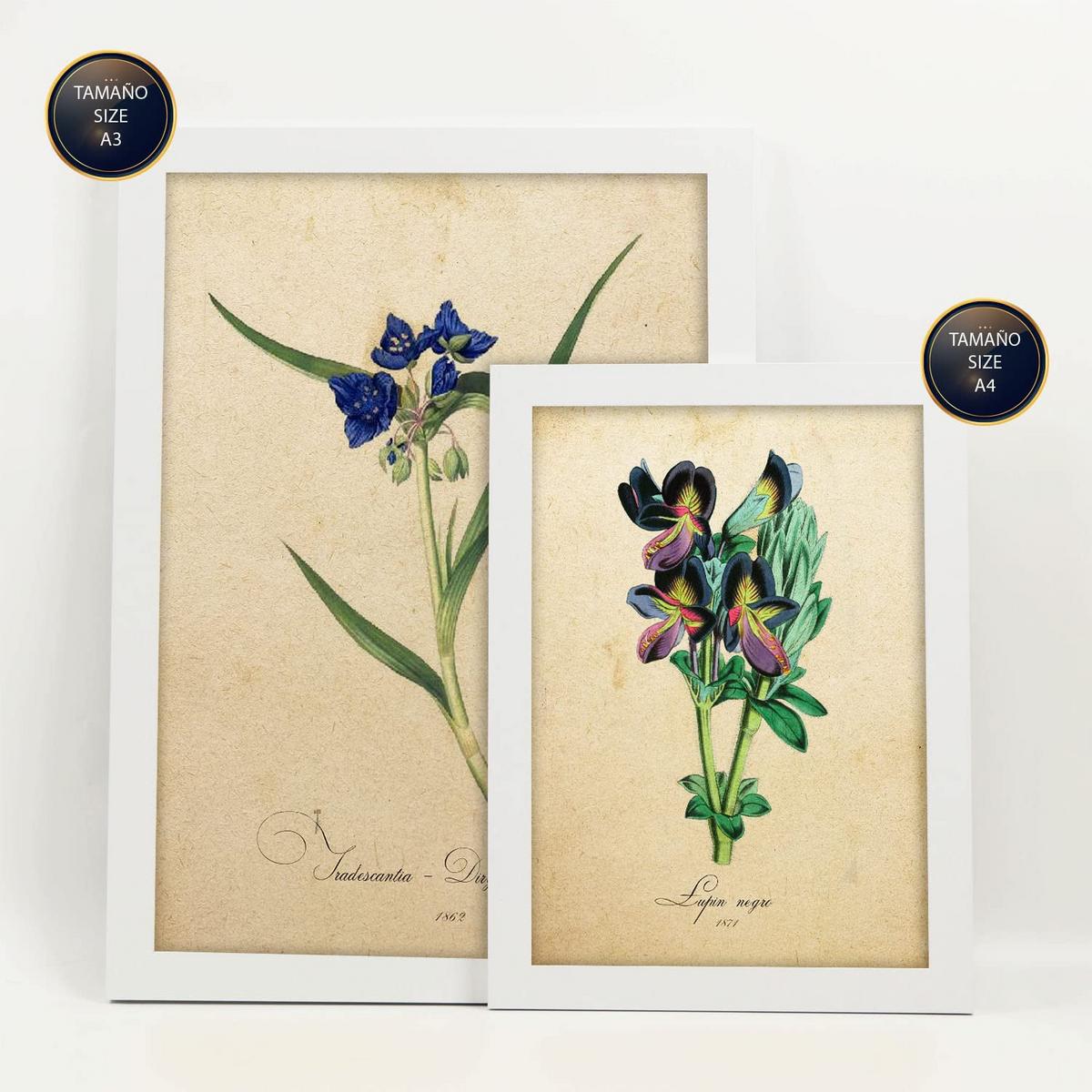 POSTER Set Mit 6 Blaue Blumen Vollfarbige Natur Und Botanikdrucke Mit Blumenmotiven Im Vintage Papier Stil Innenarchitektur A3 & A4 Weißer Rahmen - Weiß, Papier (29/3cm) - Nacnic