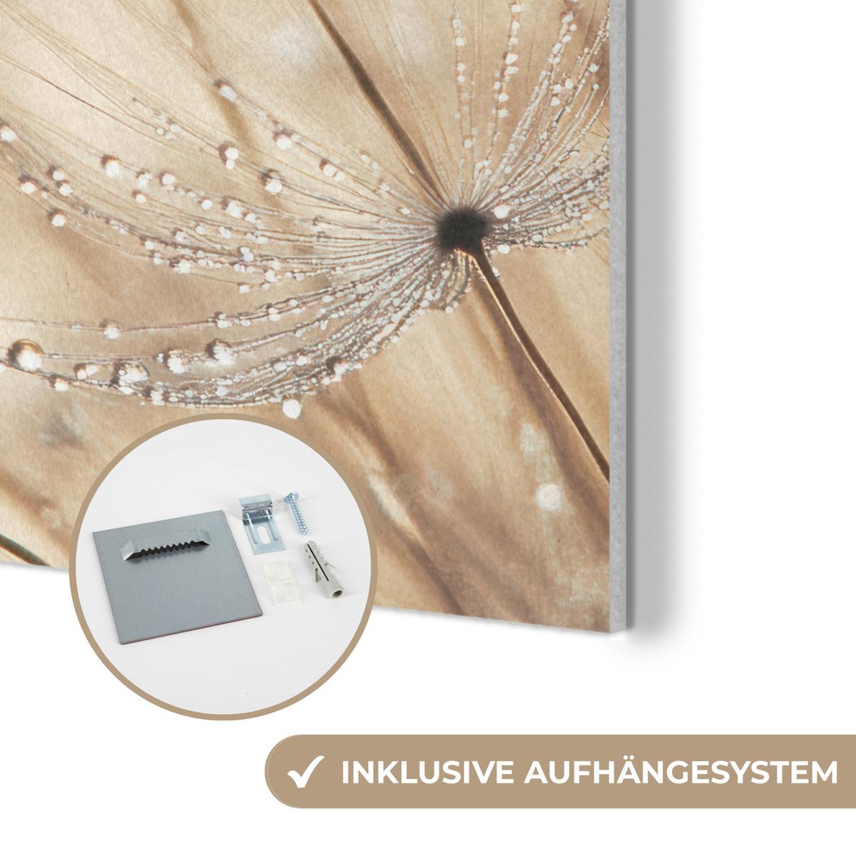 AKUSTIKBILD Löwenzahn - Abstrakt - Natur - Beige Wandbilder 60x60 cm - Braun, Kunststoff (60/60/0.9cm) - MuchoWow