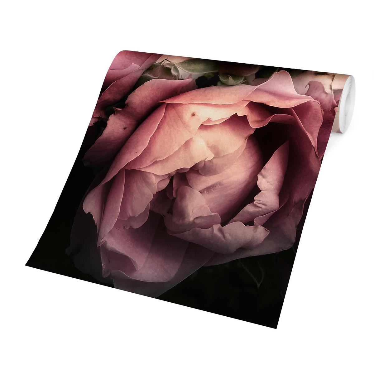 FOTOTAPETE Pfingstrosen vor Schwarz Shabby 192/192 cm - Rosa, Papier (192/192cm) - Bilderwelten
