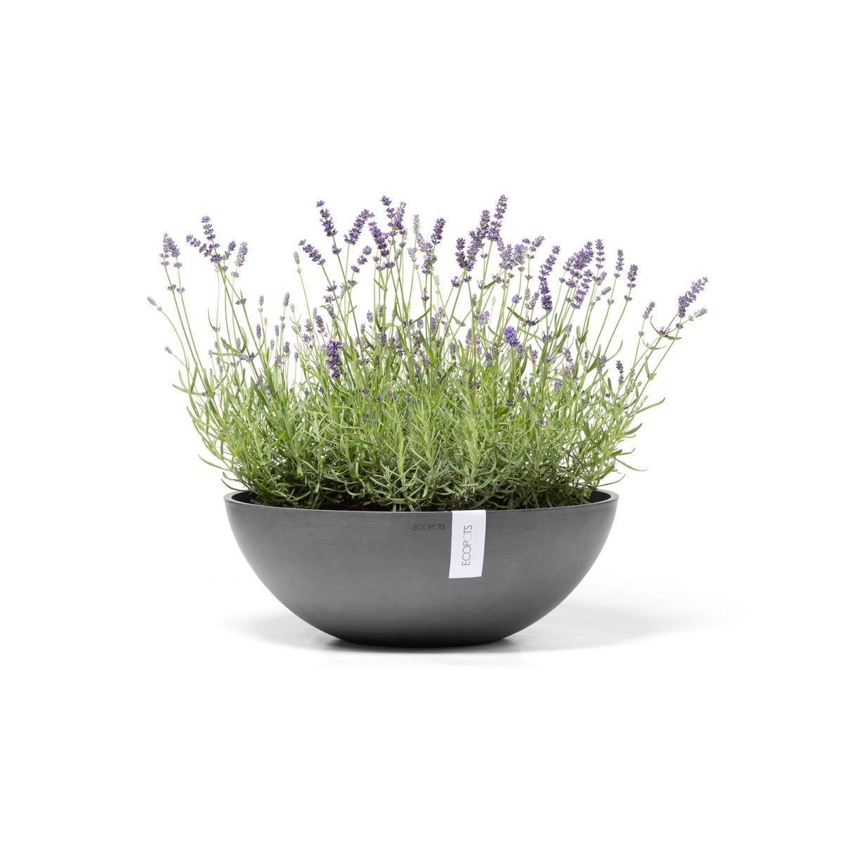 BLUMENTOPF Vienna 50,4/18,5 cm Grau - Grau, Kunststoff (50.4/18.5cm) - Ecopots
