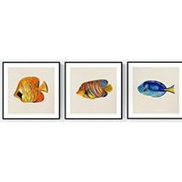 POSTER Set Mit 3 Fische Meeresleben 20X20cm Schwarzer Rahmen - Schwarz, Papier (20/5/20cm) - Nacnic
