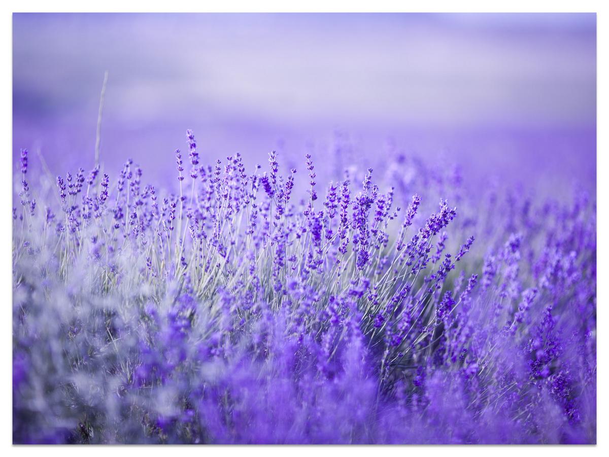 FOTOTAPETE für Küche Lavendelwiese Blüten Fliederfeld 100x70 - Violett/Lila, Papier (100/70cm) - Muralo