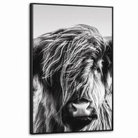 LEINWAND Bilder mit Rahmen - Kuh - Schottischer Hochländer - Schwarz - Weiß - Tier - Natur - Wildtiere - 100x150 - Schwarz, Textil (100/150cm) - MuchoWow