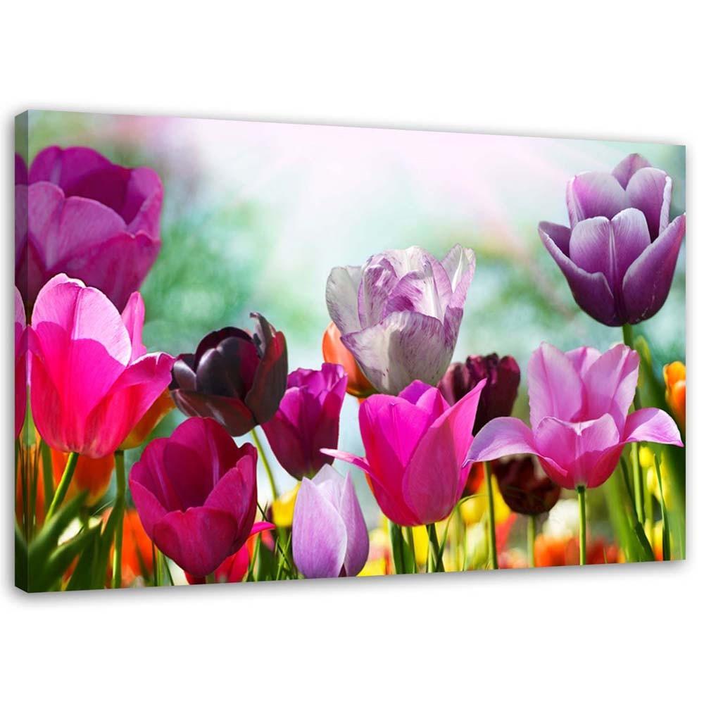LEINWANDBILD Bunte Tulpen auf einer Wiese 60x40cm - Rosa, Textil (60/40cm) - Feeby