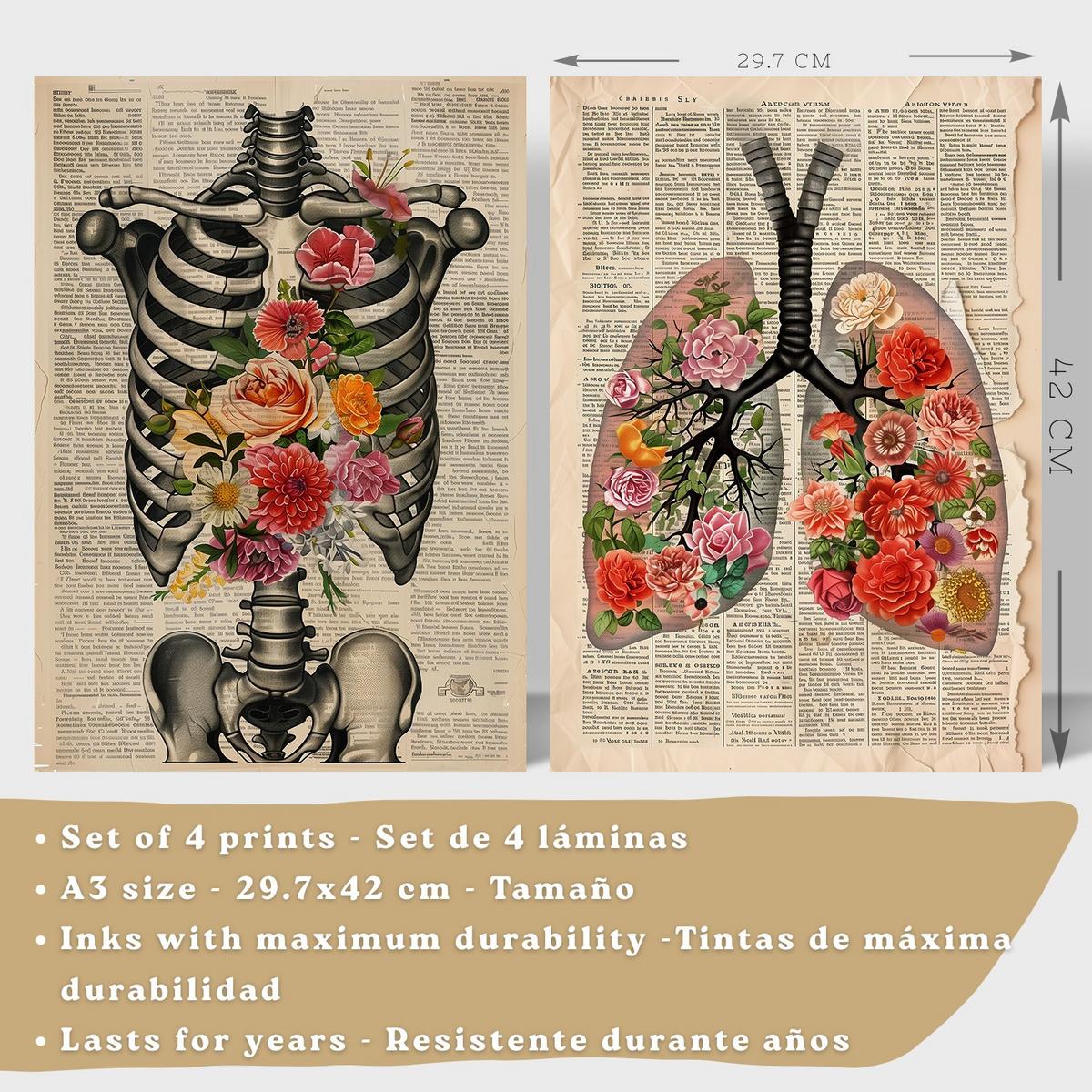 POSTER Set aus 4 Vintage Anatomie und Wandbilder mit Rippen Wirbelsäule Lungen Luftröhre Bronchien Gehirn und Schädel Größe Leichter Holzrahmen A3 - Beige, Papier (29.7/42/3cm) - Nacnic