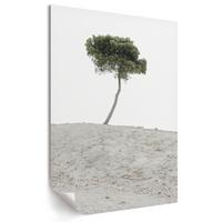 POSTER - 29x42 cm - X-Mario - Einsamer Baum - Weiß, Textil (29/42/0.1cm) - TULUP