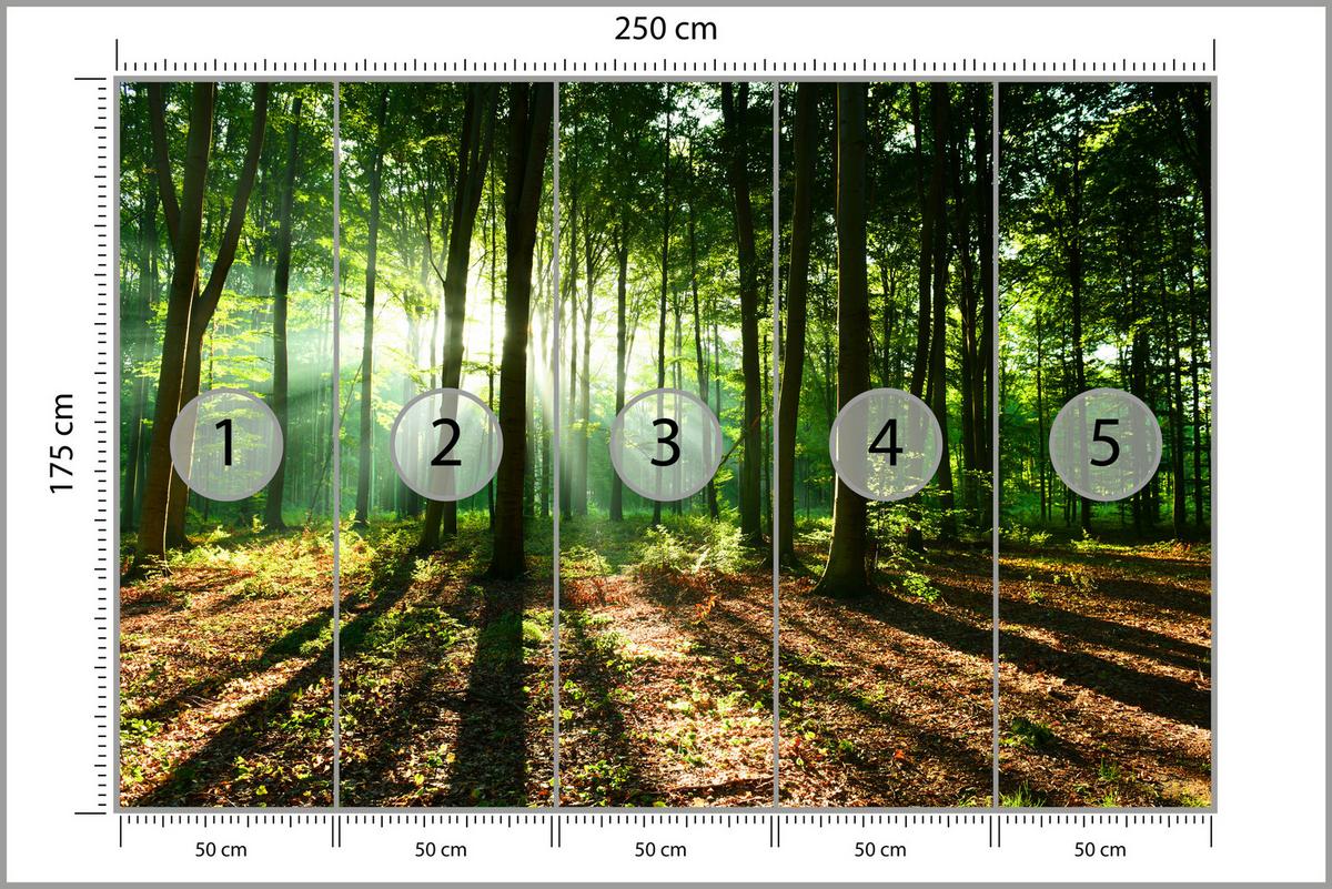 FOTOTAPETE für Wohnzimmer Sonnenstrahlen Wald Bäume Blätter 250x175 - Beige/Braun, Papier (250/175cm) - Muralo