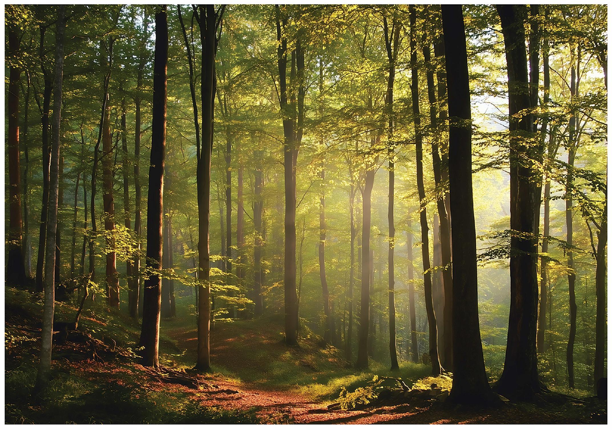 FOTOTAPETE Wald Bäume Grün 250x175 cm - Multicolor, Papier (250/175cm) - Wallarena